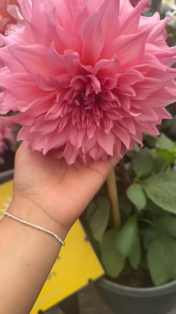 🌸✨