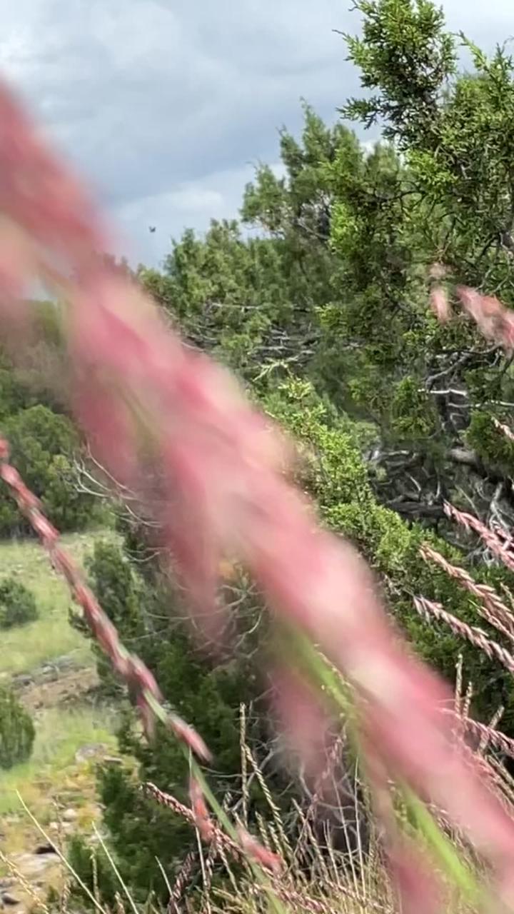 🌾
