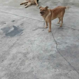 Rex e Leo