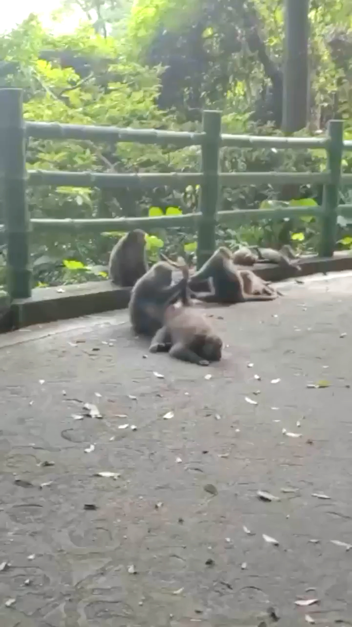 So many monkeys
#taiwan #monkeys #yangmingmountain #hiking #nationalpark