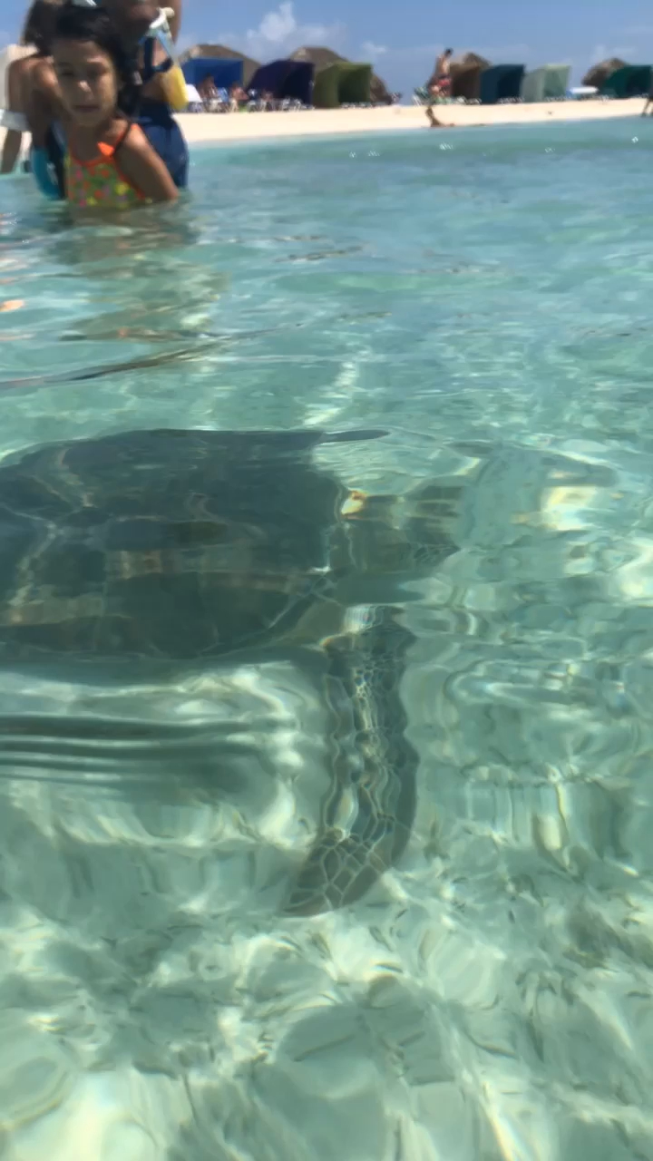 🐢🐢 #aruba